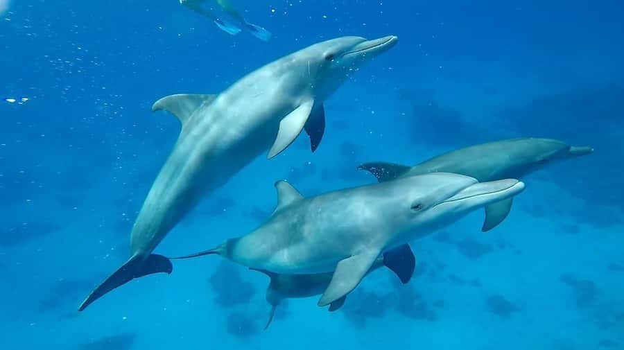 Sharm El Sheikh: Day sail to White island and Ras Mohamed - Who will enjoy this day most
