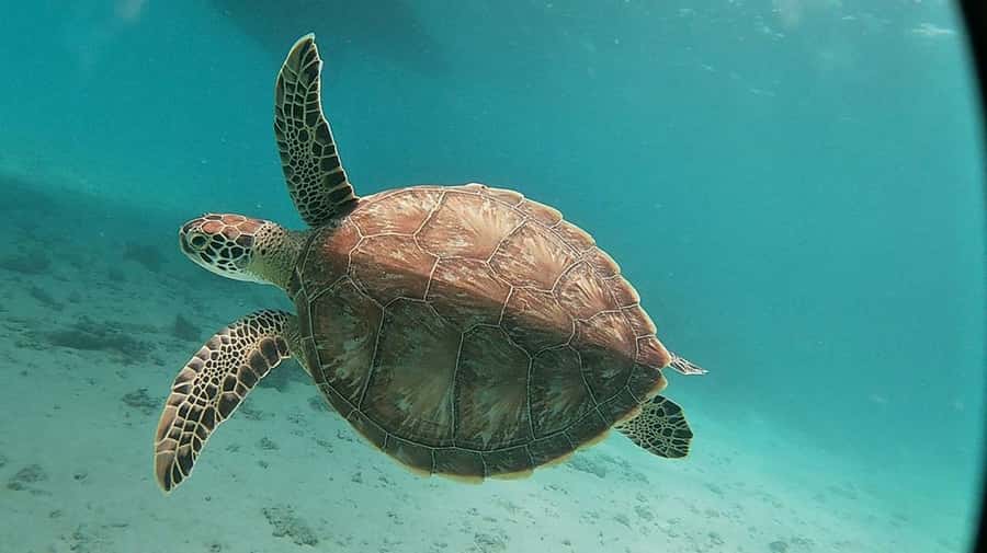 Sharm El Sheikh: Day sail to White island and Ras Mohamed - Is the $31 price good value?