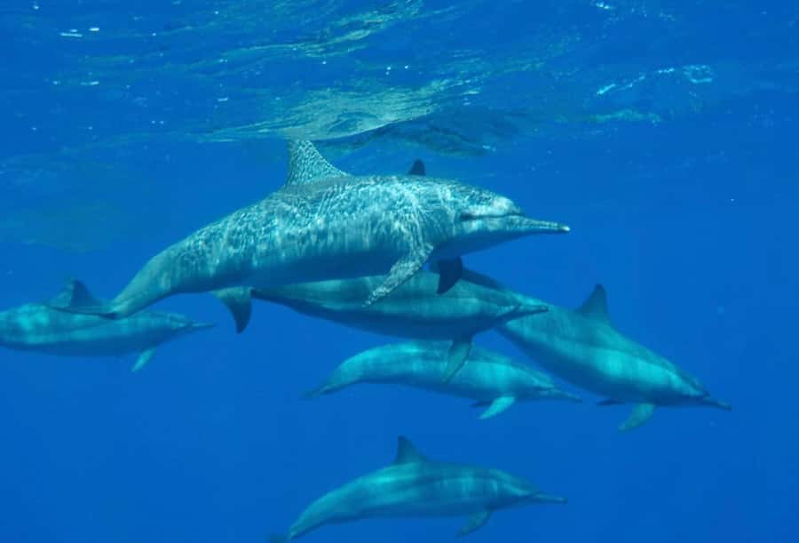 Sharm el-Sheikh: Premium Ras Mohammed & White Island Cruise - Who will enjoy this cruise most