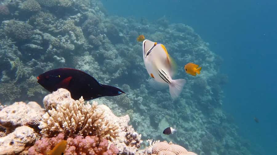 Sharm El Sheikh: Ras Mohamed and White island cruise - First look at Ras Mohamed National Park