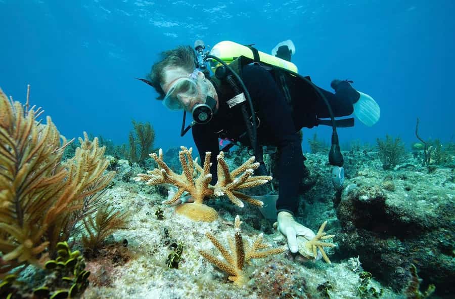 Sharm El Sheikh: Ras Mohamed and White island cruise - White Island and the tide