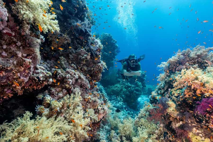 Sharm El Sheikh: Ras Mohamed & White Island Dive & Snorkel - White Island, sand beneath the open sea