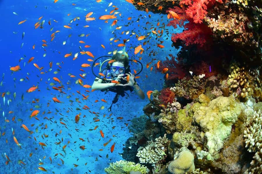 Sharm El Sheikh: Ras Mohamed & White Island Dive & Snorkel - FAQ