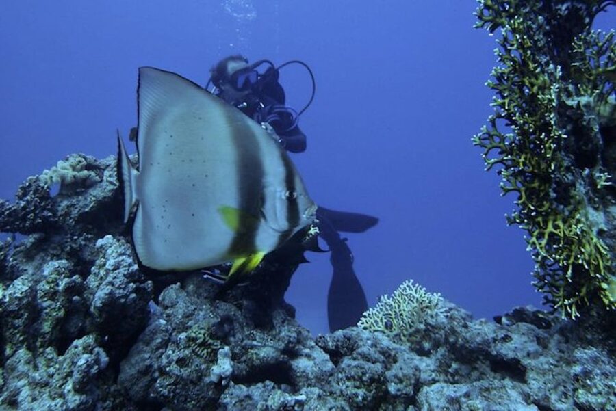 Sharm El Sheikh: Ras Mohamed & White Island Snorkel or Dive - Should you book Ras Mohamed and White Island?