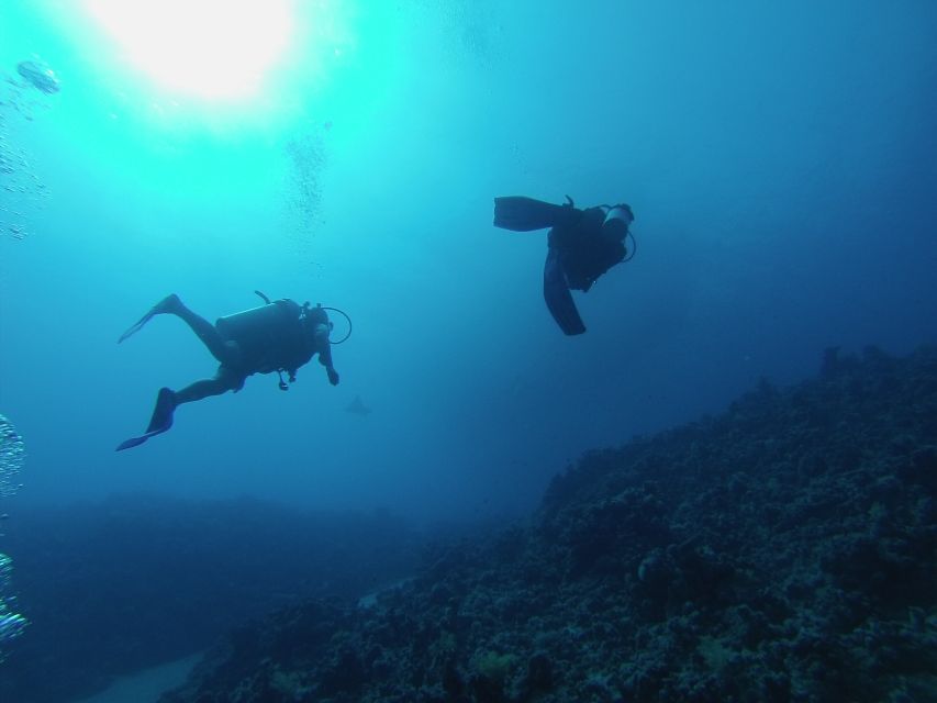 Sharm El Sheikh: Ras Mohamed & White Island Snorkel or Dive - Choosing snorkeling, introductory scuba, or certified sessions