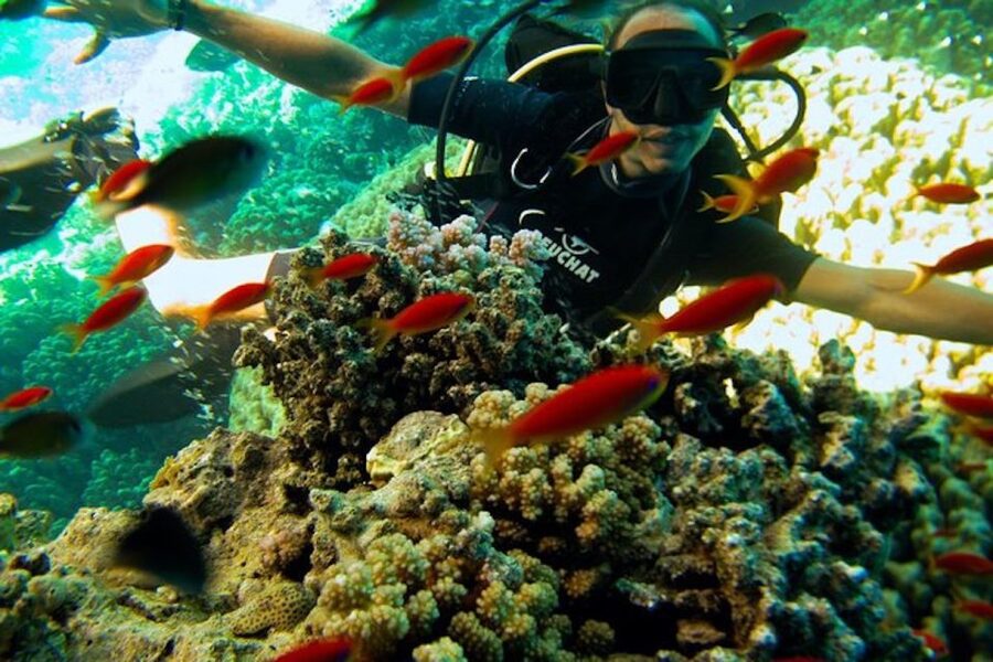 Sharm El Sheikh: Ras Mohamed & White Island Snorkel or Dive - The $18 price and the charges to check