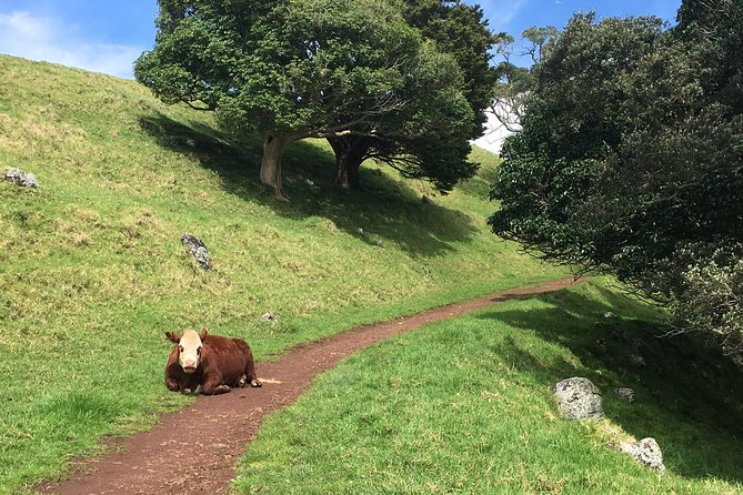 Shore Excursion: Half-Day Auckland Volcanoes Tour - One Tree Hill links scenery with New Zealand history
