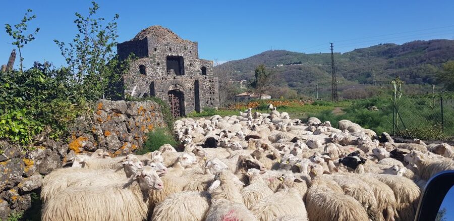 Sicily: Mount Etna 4x4 Jeep Tour with Lava Caves & Forests - Who will enjoy this day most