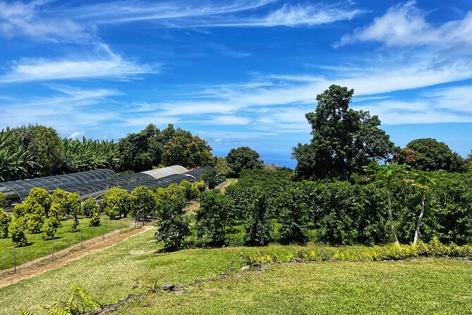 Small-Group Big Island Tour: Hawaii Volcanoes National Park and Kona Coffee Farm - Thurston Lava Tube and Chain of Craters Road