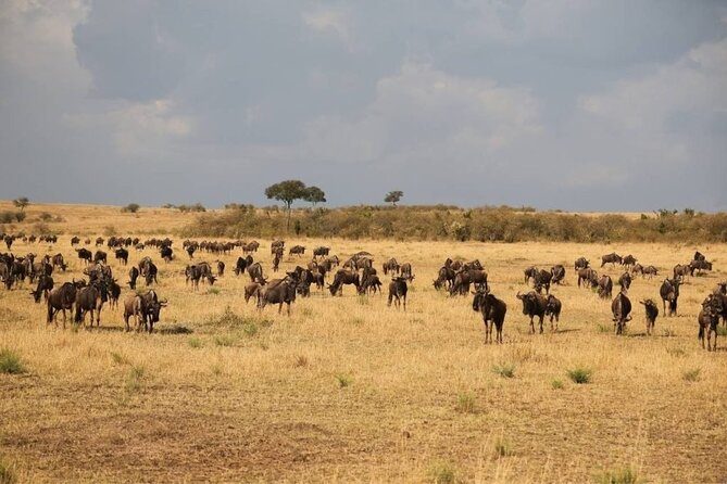Small Group Serengeti and Ngorongoro Crater Adventure Safari - Day 1: Arusha arrival and a useful overnight