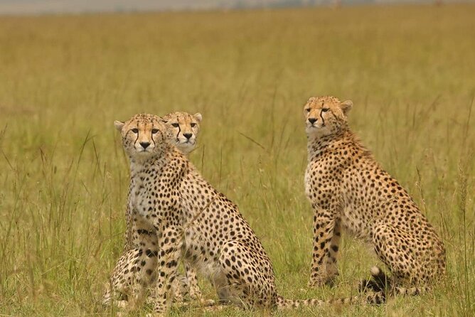 Small Group Serengeti and Ngorongoro Crater Adventure Safari - What the small group changes