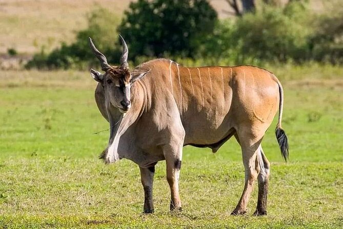 Small Group Serengeti and Ngorongoro Crater Adventure Safari - Camping, meals, and what is included