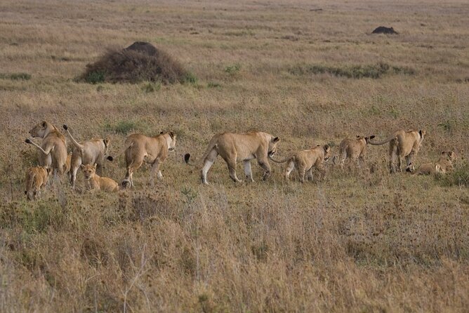 Small Group Serengeti and Ngorongoro Crater Adventure Safari - Is the $790 price good value?
