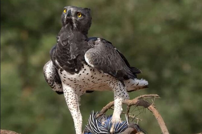 Small Group Serengeti and Ngorongoro Crater Adventure Safari - Wildlife expectations and the Big Five