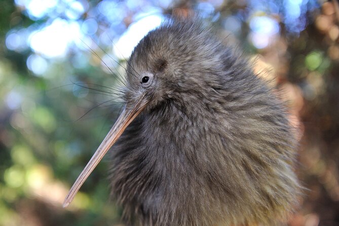 Small Group Waitomo and Rotorua including Te Puia Tour - The cultural side is more than a quick add-on