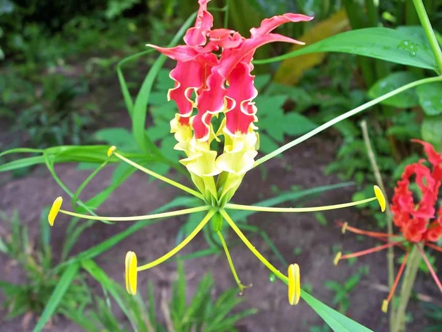 St. Lucia: Drive-in Volcano, Waterfall and Garden Day Trip - What the Sulphur Springs stop feels like