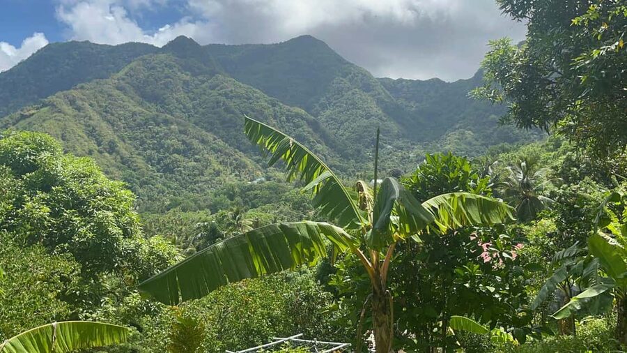 St. Lucia: Safi Estate, Volcano Waterfalls Experience - Meeting Kenneth among fruit trees and medicinal plants