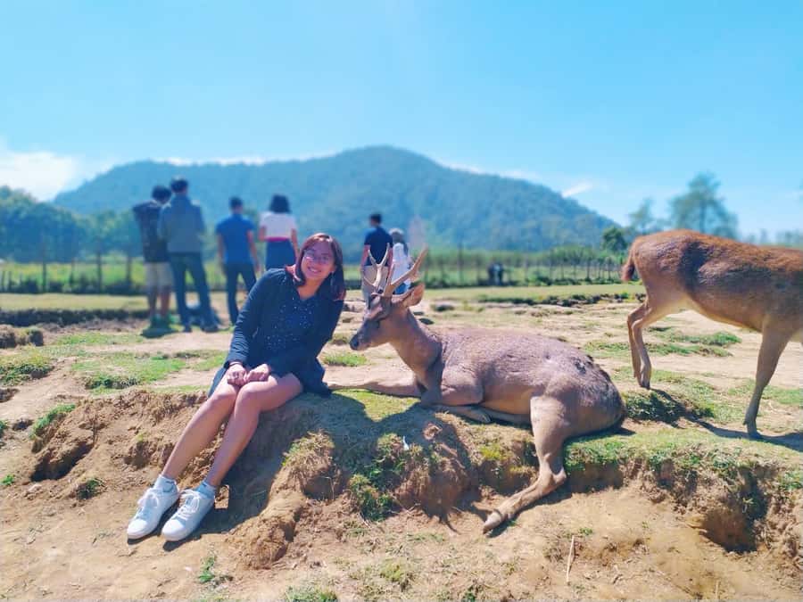 Sunrise Sunan Ibu,Kawah Putih,Volcano,Tea factory,Hot spring - Ranca Upas and its deer conservation center