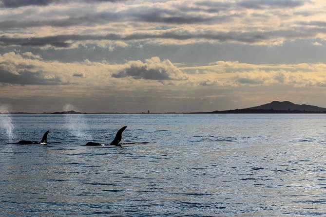 Sunset kayak tour to Rangitoto Island - Why this Rangitoto trip feels different from a standard Auckland tour