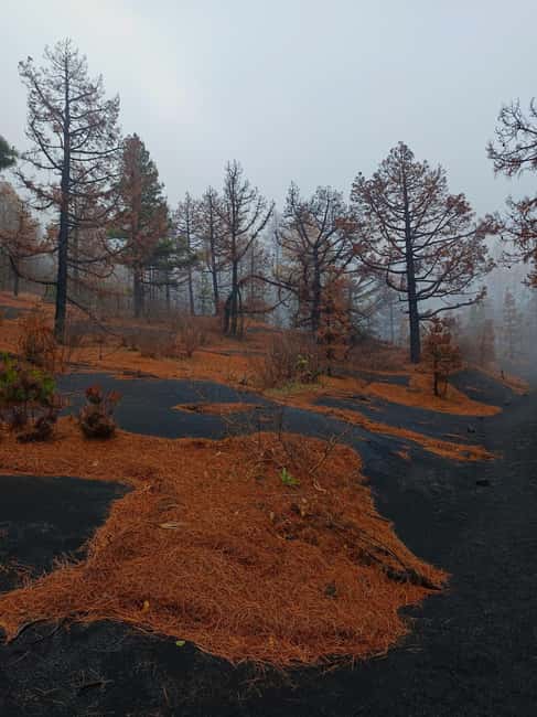 Tajogaite Volcano and Cueva de las Palomas: a geological tour. - A guided route with geology and local life together
