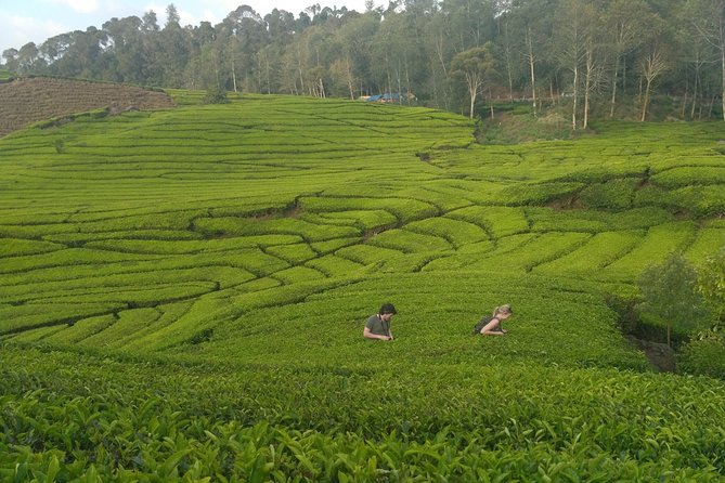 Tangkuban Parahu Volcano North Bandung Private Tour - Who will enjoy this Bandung outing most