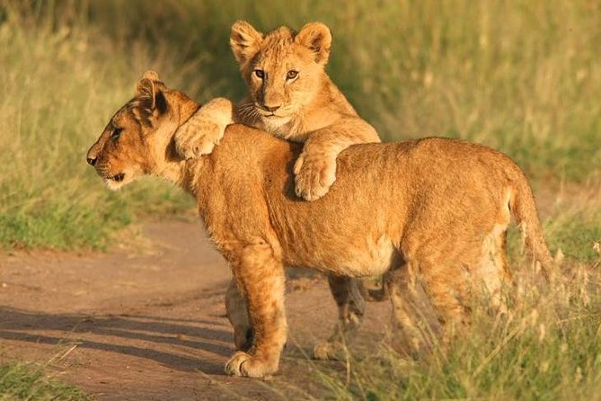 Tanzania Safari 10 Days- Serengeti, Lake Manyara, Ngorongoro Crater. - Why this northern Tanzania route works