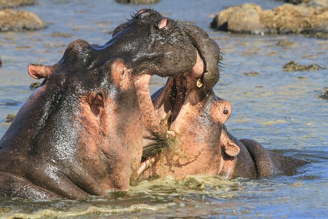 Tanzania Safari 10 Days- Serengeti, Lake Manyara, Ngorongoro Crater. - Sunrise drives, predators, and the balloon option