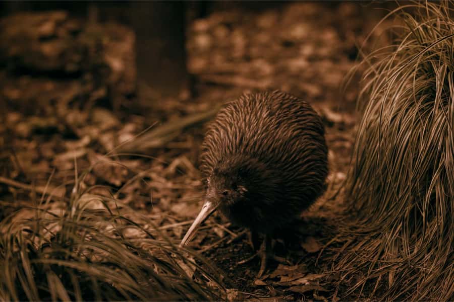 Te Puia: Te Rā Guided Day Tour - Māori arts at a working school