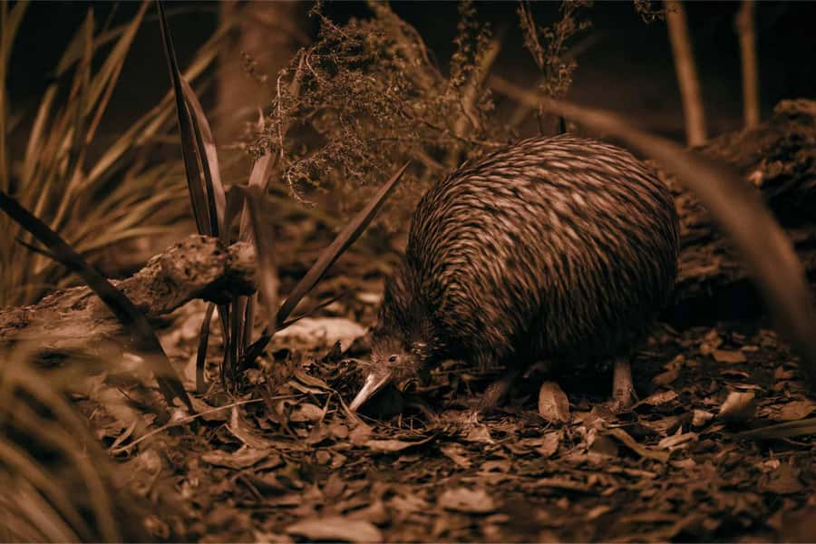 Te Puia: Tuku Iho Trail with Cultural Show - Rotowhio marae and Māori arts