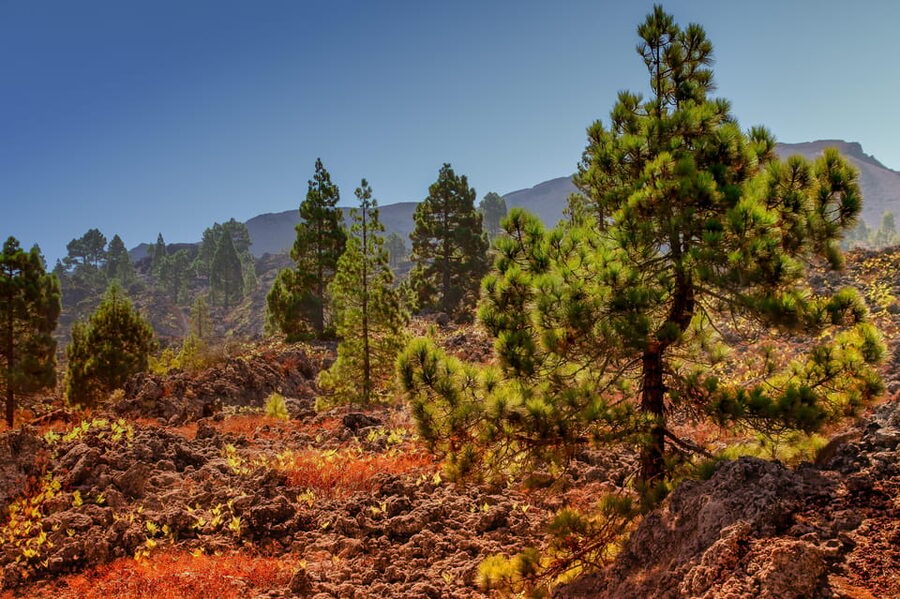 Teide: Guided Sunset & Stargazing Tour by Night with Dinner - Key points to know before booking
