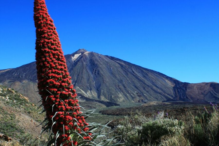 Tenerife: Mount Teide Quad Tour in Tenerife National Park - Who will enjoy this experience most