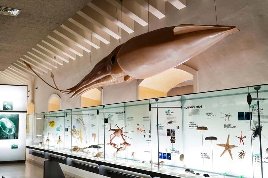 Tenerife: MUNA Museum Admission Ticket and Teide Legend Tour - The Teide Legend Tour on the road to the volcano