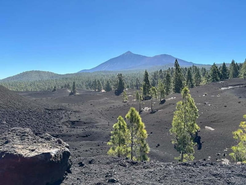 Tenerife: premium e-bike ride at Chineyro volcanic area - Entering the Canary Island pine forest