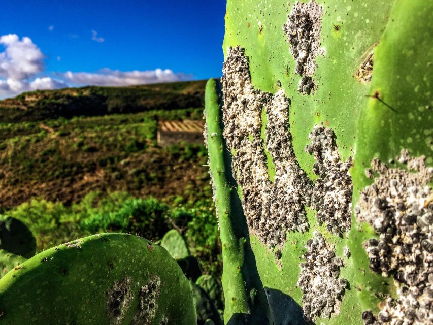 Tenerife Private Tour: Full-Day Volcanic South - Lunch with time to slow down