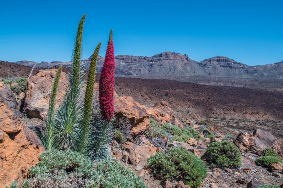 Tenerife: Teide and Las Cañadas Half-Day Tour - Should you book the Teide half-day tour?