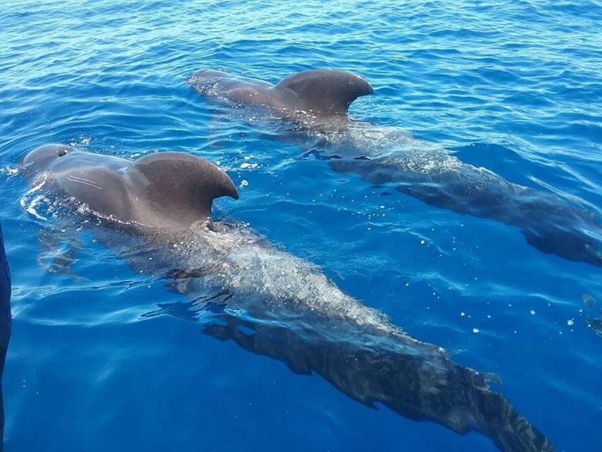 Tenerife: Teide National Park and Dolphins Sailboat Tour - Why this Tenerife combination works