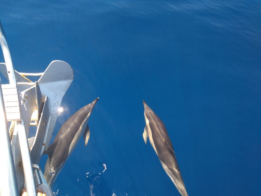 Tenerife: Teide National Park and Dolphins Sailboat Tour - The swimming cove and snorkeling stop