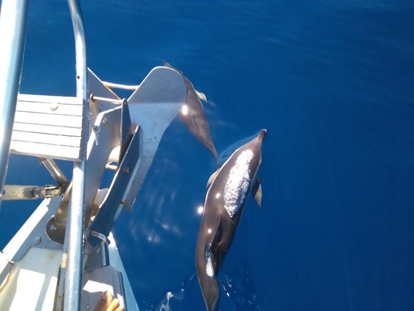 Tenerife: Teide National Park and Dolphins Sailboat Tour - Who will get the most from this day