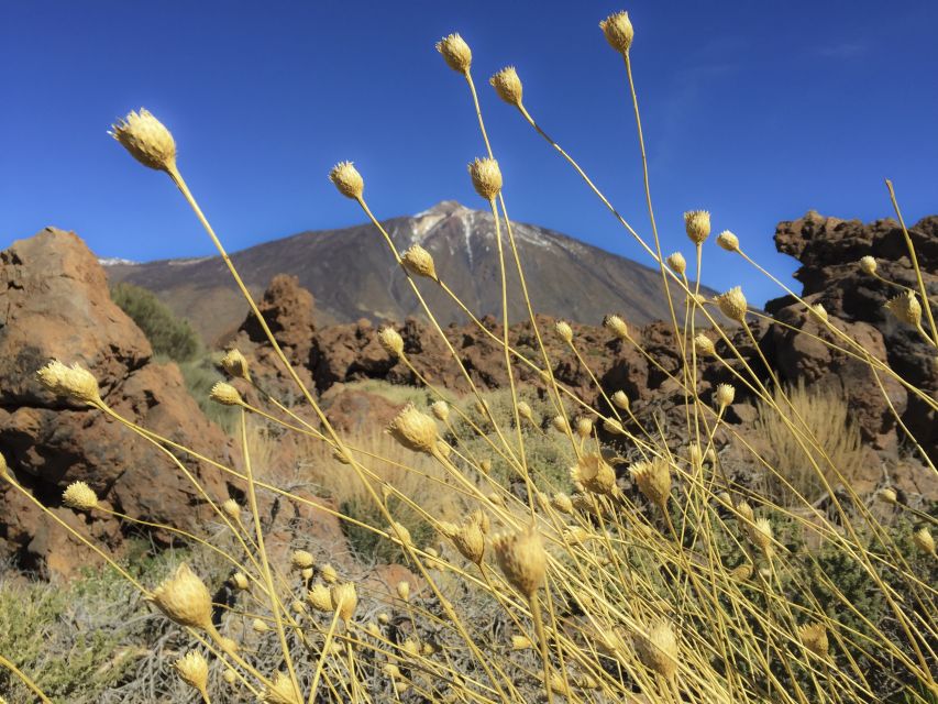 Tenerife: Teide National Park & Teno Rural Park Private Tour - Pickup areas and the cruise-port meeting point