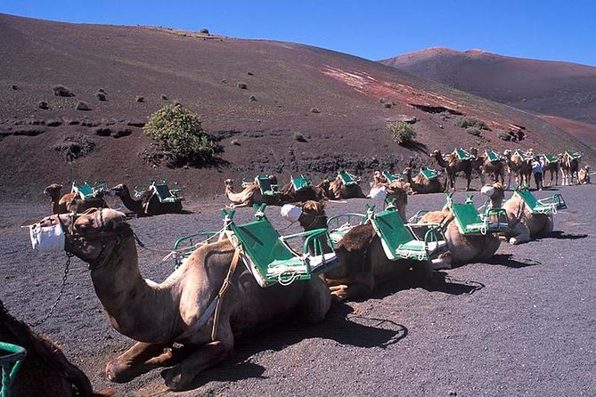 Timanfaya, Golfo, Jameos Agua & Camel Ride (opt) - Lanzarote - The optional camel ride at the Timanfaya shed