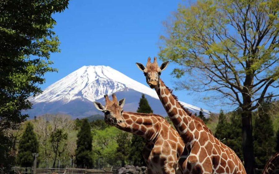 Tokyo:Customizable Private Day Trip to Mt.Fuji & Safari Park - Key points at a glance