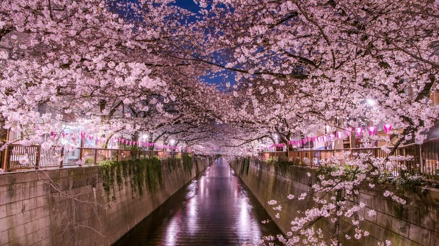 Tokyo: Mt. Fuji & Hakone Cherry Blossoms Private Day Tour - Lake Kawaguchi and the Kachi Kachi Ropeway