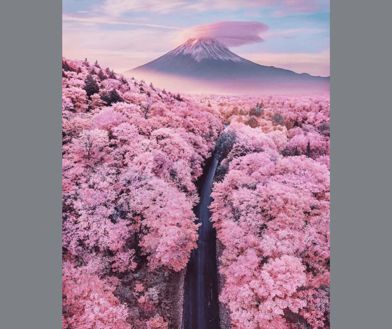Tokyo: Mt. Fuji & Hakone Cherry Blossoms Private Day Tour - Hakone and Owakudani’s sulfur fumes