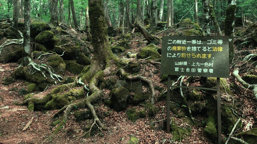 Tokyo: Mt. Fuji Hidden Gems and Aokigahara Forest Tour - Key points to know before booking