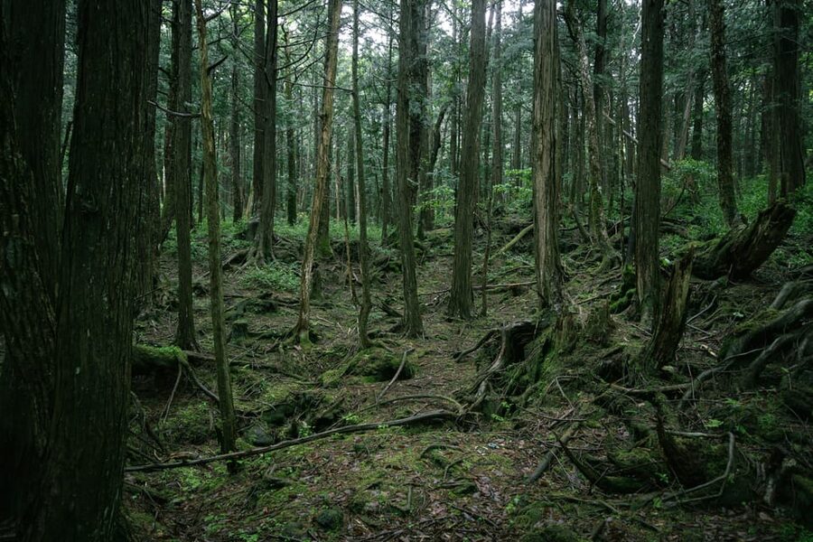 Tokyo: Mt. Fuji Hidden Gems and Aokigahara Forest Tour - What the private car adds