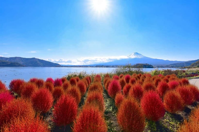 Tokyo:Mt.Fuji,Kawaguchiko Oishi Park,Arakurayama Sengen Park - Oishi Park and its seasonal Flower Road