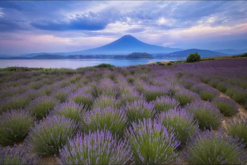 Tokyo Summer: Mt Fuji 5th Station& Kawaguchiko Lavender Trip - Mt Fuji’s 5th Station at 2,300 meters