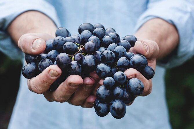 Tour Etna & Wine Tasting - From Taormina to Piano Provenzana