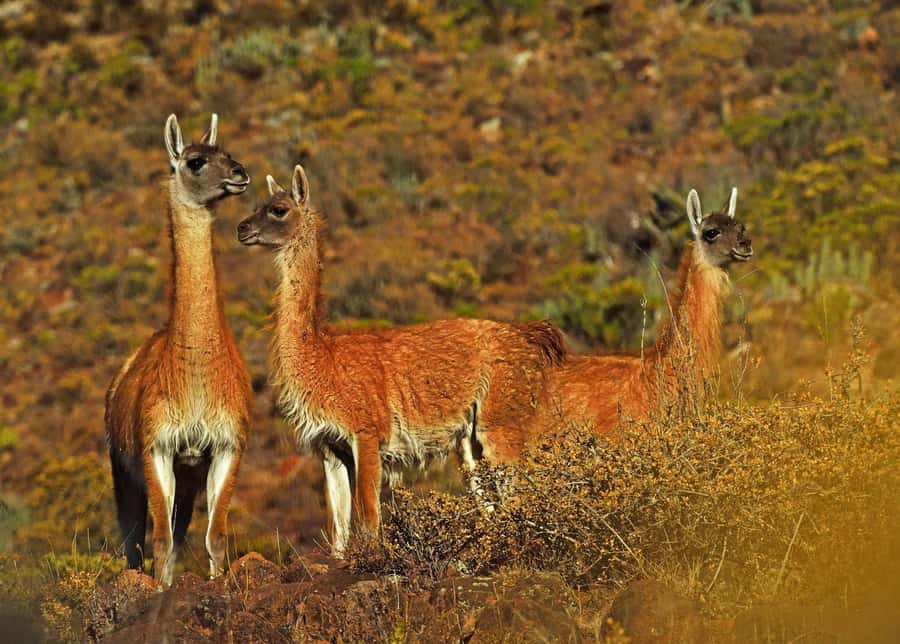 Tour Fullday Colca Canyon with Breakfast and Typical Lunch - Transport, guide service, and the real cost