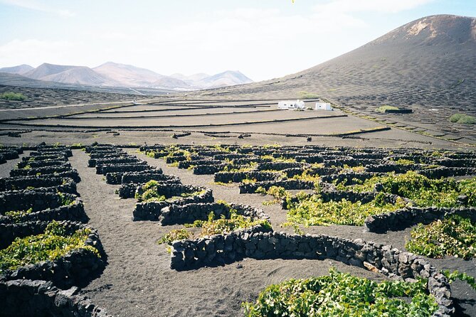 Tour to Timanfaya, La Geria and La Laguna Verde - La Geria, where vines grow in black ash